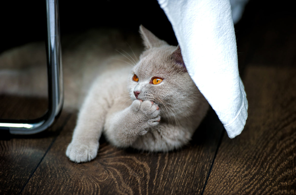 Pet Collection