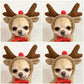 Cute Fruit Dog Clothes For Small Dogs Hoodies